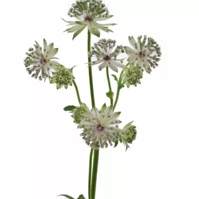 Astrantie ROSITA 60cm