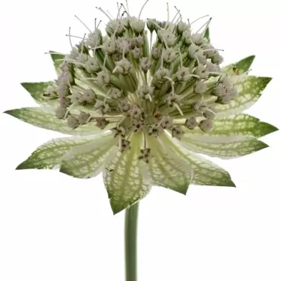 Astrantie ROSITA 60cm