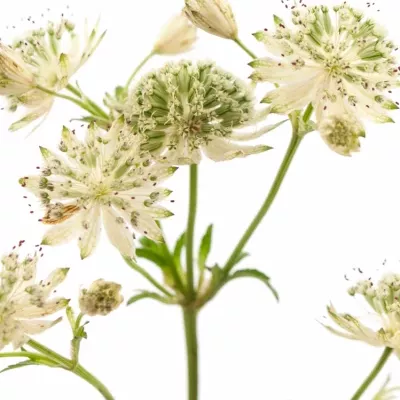 Astrantie SHAGGY 55cm