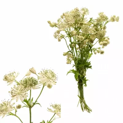 Astrantie SHAGGY 55cm