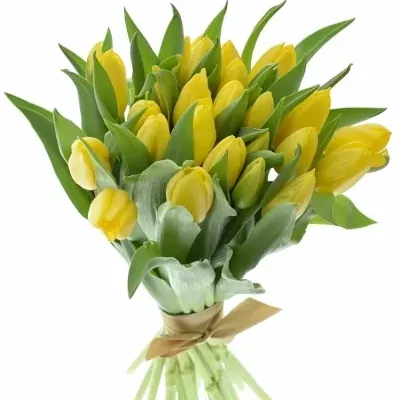 Benefice Amelie kytice 25 tulipánů STRONG GOLD