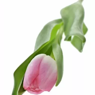 Benefice for Amelia TULIPA DYNASTY