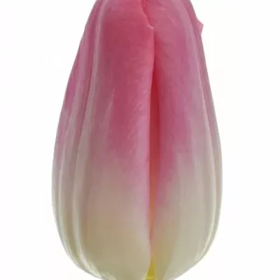 Benefice for Amelia TULIPA DYNASTY