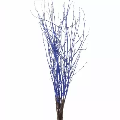 BETULA ALBA BLUE