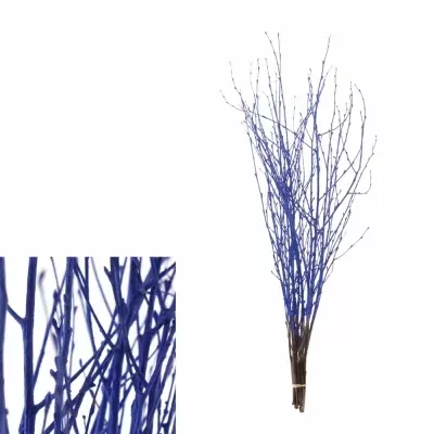 BETULA ALBA BLUE