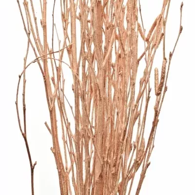 BETULA ALBA COPPER