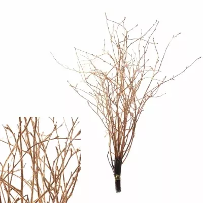 BETULA ALBA COPPER