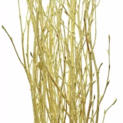 BETULA ALBA GOLD