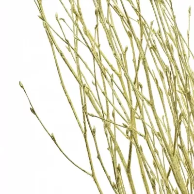 BETULA ALBA GOLD