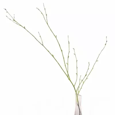 BETULA ALBA GREEN APPLE 