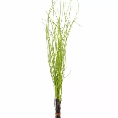 BETULA ALBA GREEN