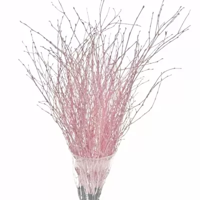 BETULA ALBA LIGHT PINK