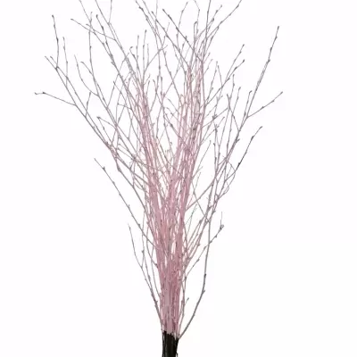 BETULA ALBA LIGHT PINK