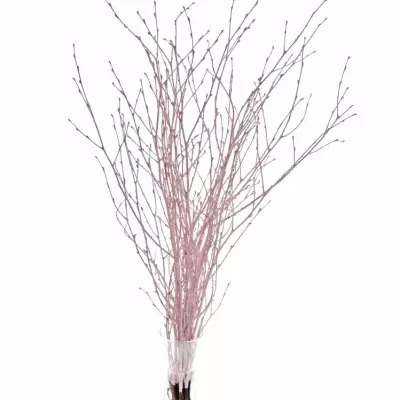 BETULA ALBA LIGHT PINK