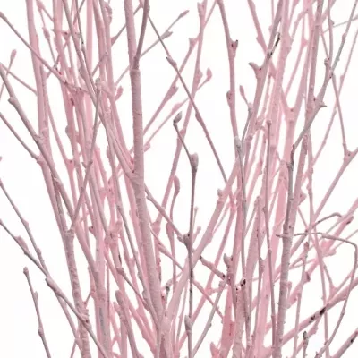 BETULA ALBA LIGHT PINK