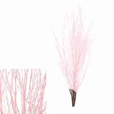 BETULA ALBA LIGHT PINK