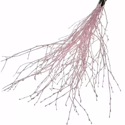 BETULA ALBA LIGHT PINK