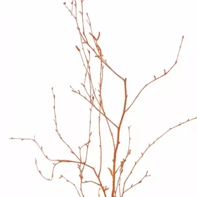 BETULA ALBA ORANGE