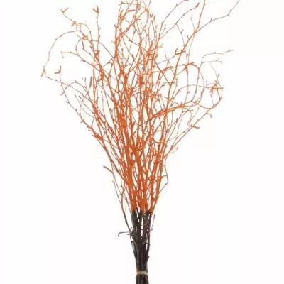 BETULA ALBA ORANGE