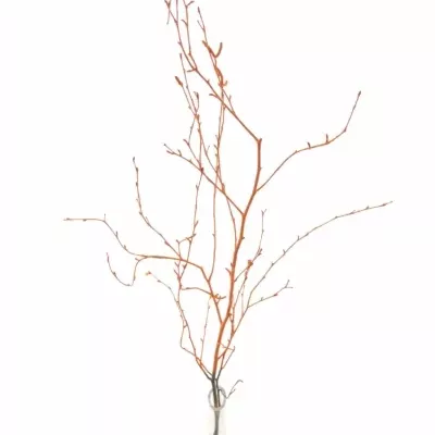 BETULA ALBA ORANGE