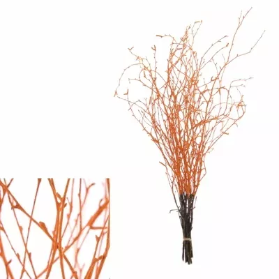 BETULA ALBA ORANGE