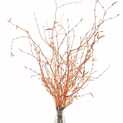 BETULA ALBA ORANGE