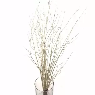 BETULA ALBA PLATINUM