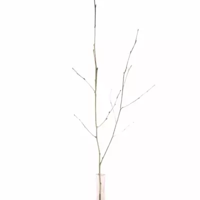 BETULA ALBA PLATINUM