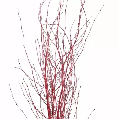 BETULA ALBA RED