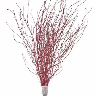 BETULA ALBA RED