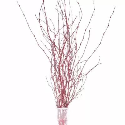 BETULA ALBA RED