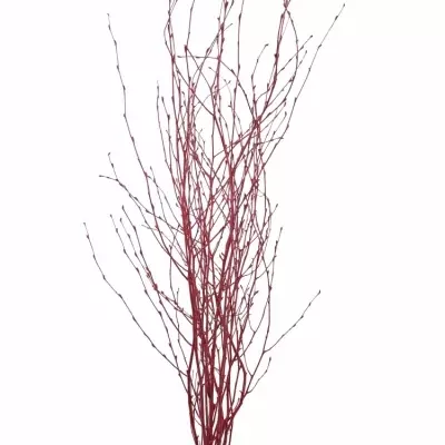 BETULA ALBA RED