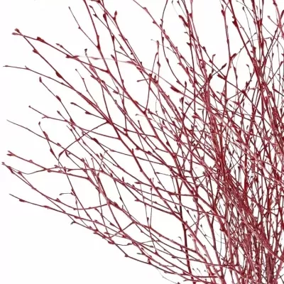 BETULA ALBA RED