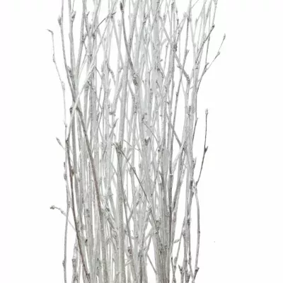 BETULA ALBA SILVER