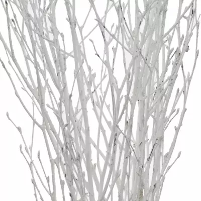 BETULA ALBA WHITE