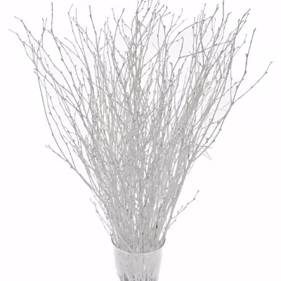 BETULA ALBA WHITE