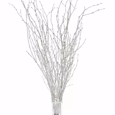 BETULA ALBA WHITE