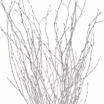 BETULA ALBA WHITE