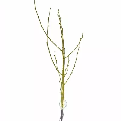 BETULA ALBA YELLOW