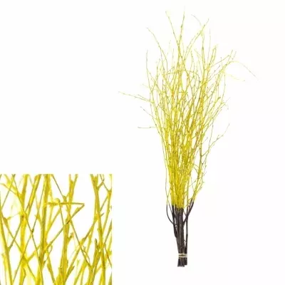 BETULA ALBA YELLOW