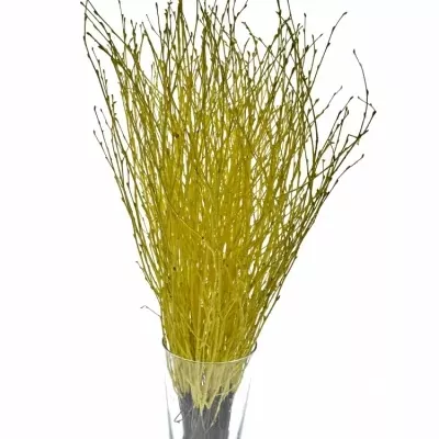 BETULA ALBA YELLOW