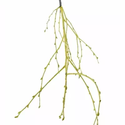 BETULA ALBA YELLOW