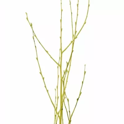 BETULA ALBA YELLOW