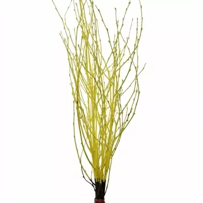 BETULA ALBA YELLOW