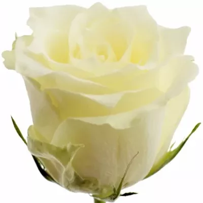 Bílá růže ALBATROS 40cm (L)