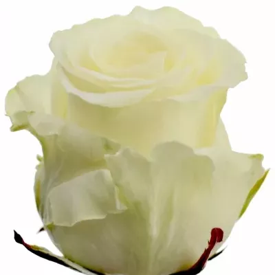 Bílá růže DOLOMITI 55cm (XL)