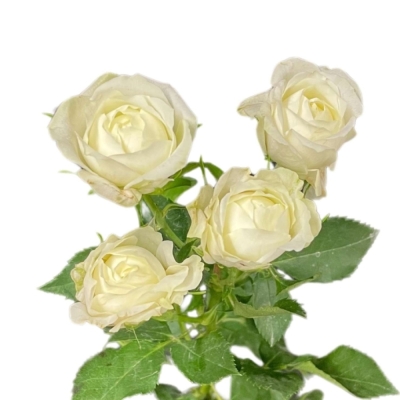 Bílá růže trsová MILKY WAY