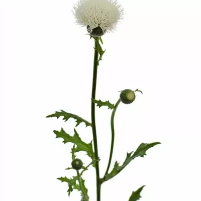 Bodlák JAPONICUM 75cm