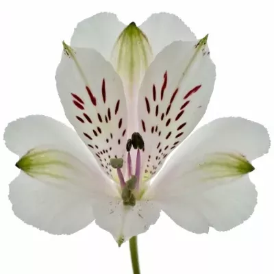 Boubelka ALSTROEMERIA WINEGLASS BAY 65g