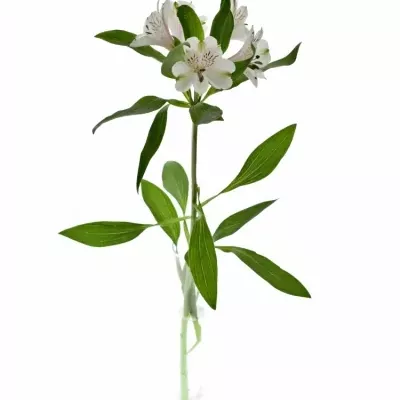 Boubelka ALSTROEMERIA WINEGLASS BAY 65g